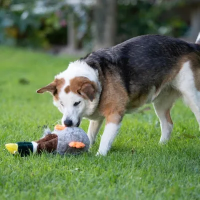Zoomtopia Jouet Chiens canard qui couine sans rembourrage multicolore Zoomtopia Jouet Chiens canard qui couine sans rembourrage multicolore