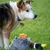 Zoomtopia Jouet Chiens canard qui couine sans rembourrage multicolore Zoomtopia Jouet Chiens canard qui couine sans rembourrage multicolore
