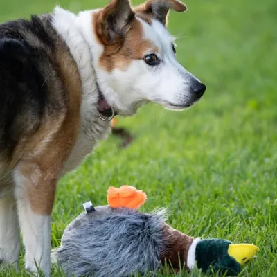 Zoomtopia Jouet Chiens canard qui couine sans rembourrage multicolore Zoomtopia Jouet Chiens canard qui couine sans rembourrage multicolore