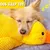 PetTribes - Jouet Peluche Canard pour Chien 35cm, Sifflet Intérieur PetTribes - Jouet Peluche Canard pour Chien 35cm, Sifflet Intérieur