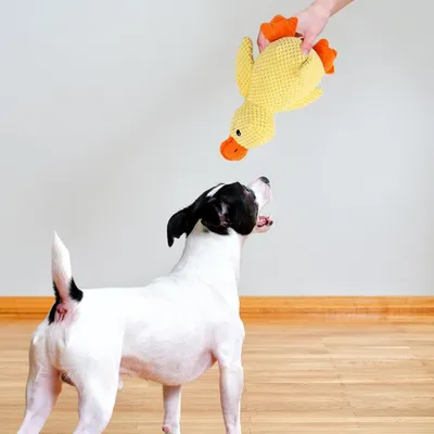ZooVenture Canard Peluche Chien - 25cm, Couineur, Sifflet