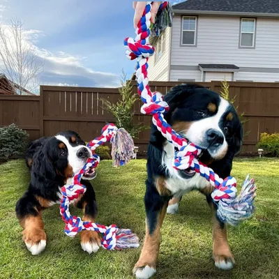 FurryFusion Jouet en corde pour grands chiens FurryFusion Jouet en corde pour grands chiens