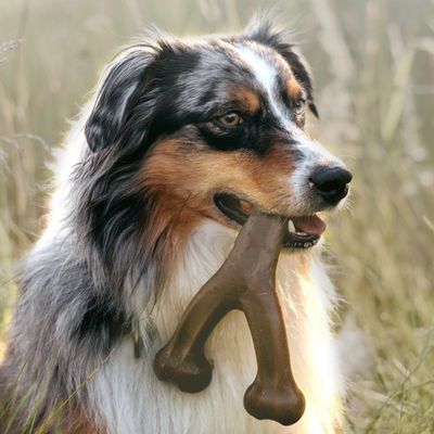 Zoomtopia Juguete forma tocino, juguete nailon perros que mastican