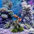 FurryFusion Zerbrochene Vase Design für Aquarien