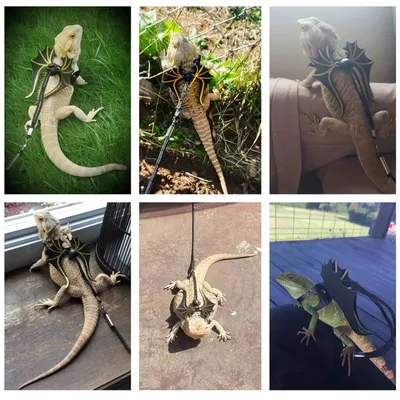 FurryFusion Harnais de traction pour lézard en forme de dinosaure FurryFusion Harnais de traction pour lézard en forme de dinosaure