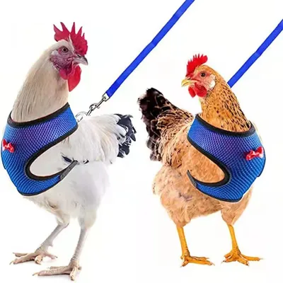 Harnais Animal PetTribes - Ensemble 2 Pièces Ajustable avec Laisse Harnais Animal PetTribes - Ensemble 2 Pièces Ajustable avec Laisse
