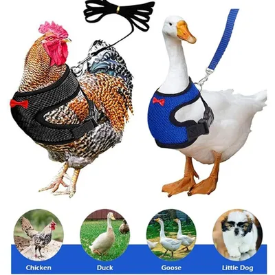 Harnais Animal PetTribes - Ensemble 2 Pièces Ajustable avec Laisse Harnais Animal PetTribes - Ensemble 2 Pièces Ajustable avec Laisse