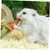 PetTribes - 9 Jouets à Mâcher Carotte Lapin Hamster Naturels PetTribes - 9 Jouets à Mâcher Carotte Lapin Hamster Naturels