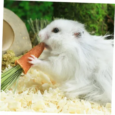 PetTribes - 9 Jouets à Mâcher Carotte Lapin Hamster Naturels PetTribes - 9 Jouets à Mâcher Carotte Lapin Hamster Naturels