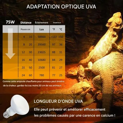 Zoomtopia Ampoule chauffante UVA pour terrarium 75W E27 R80 reptile Zoomtopia Ampoule chauffante UVA pour terrarium 75W E27 R80 reptile