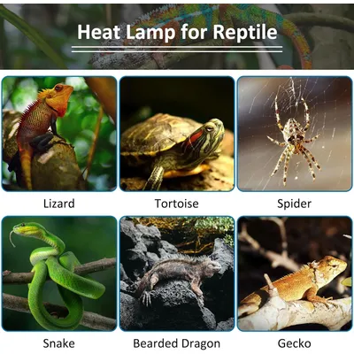 Zoomtopia Ampoule chauffante UVA pour terrarium 75W E27 R80 reptile Zoomtopia Ampoule chauffante UVA pour terrarium 75W E27 R80 reptile