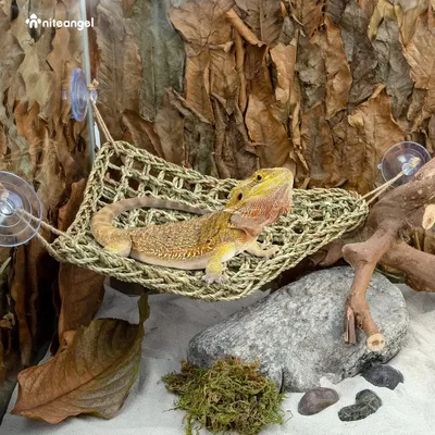 Hamac Reptile PetTribes - Hamac Séchée au Soleil pour Lézards Hamac Reptile PetTribes - Hamac Séchée au Soleil pour Lézards