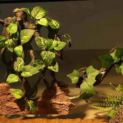 FurryFusion Décoratif en branches pour terrarium de reptiles