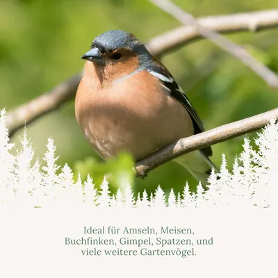 Orni Riesen Meisenknödel mit Insekten