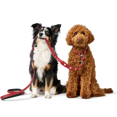 HUNTER laisse réglable pour chien Love HUNTER laisse réglable pour chien Love