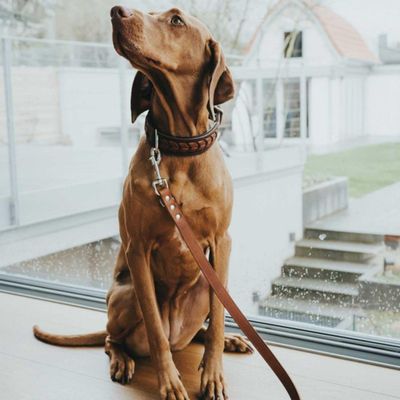 HUNTER laisse réglable pour chien