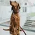 HUNTER laisse réglable pour chien HUNTER laisse réglable pour chien