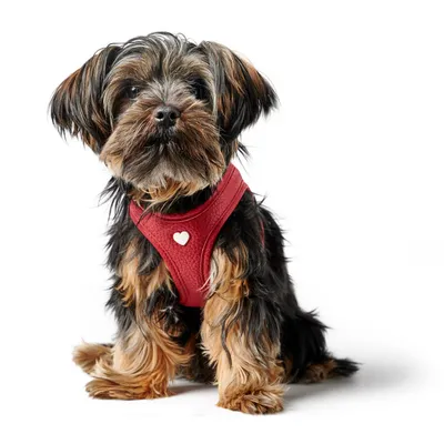 HUNTER harnais pour chien Love HUNTER harnais pour chien Love