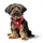 XXS-XS, Coul: rouge, TC: 30-34 cm, TP: 32-36 cm