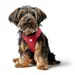 HUNTER Hundegeschirr Love