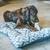 Friandises pour Chien, Oreilles de Porc, X12