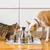 PetSafe Filtre animaux Drinkwell 360 plastique inoxydable lot 3 au Charbon PetSafe Filtre animaux Drinkwell 360 plastique inoxydable lot 3 au Charbon