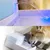 Lot 12 mousses rechange fontaine eau chat chien compatible acier céramique Lot 12 mousses rechange fontaine eau chat chien compatible acier céramique