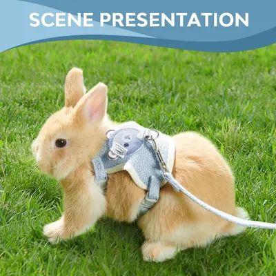 HausPets Harnais Lapin Ours, Laisse Réglable Respirante Bleu S