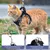 HausPets Harnais chat noir XXS anti-évasion