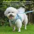 HausPets Harnais anti-traction chiot/chat bleu XS