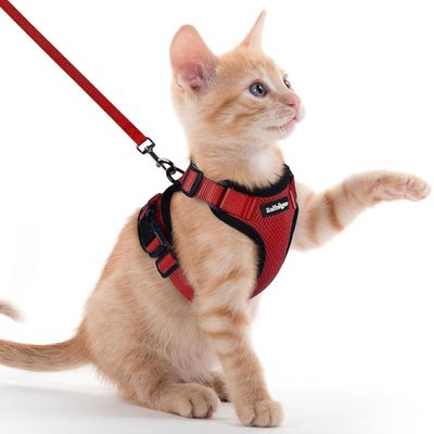 Harnais chat anti-évasion rouge XXS – Réfléchissant – Pour chaton