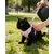 HausPets Laisse coton cerisier 1,5m fermoir or