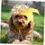HausPets 3er Set Strohhut Hund Katze Gelb HausPets 3er Set Strohhut Hund Katze Gelb