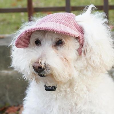 HausPets Casquette Baseball Chien - UV, Réglable, Trous Oreilles