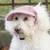 HausPets Hund Baseball Cap - UV-Schutz, Verstellbar, Ohrenlöcher HausPets Hund Baseball Cap - UV-Schutz, Verstellbar, Ohrenlöcher