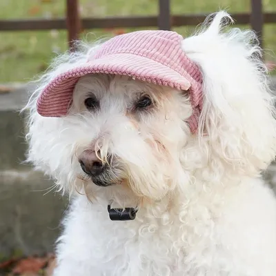 HausPets Hund Baseball Cap - UV-Schutz, Verstellbar, Ohrenlöcher HausPets Hund Baseball Cap - UV-Schutz, Verstellbar, Ohrenlöcher