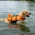 Gut sichtbarer Hundebadeanzug, Pool und Meer, Rettungsmantel L Gut sichtbarer Hundebadeanzug, Pool und Meer, Rettungsmantel L