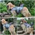 HausPets Chaleco salvavidas ajustable para perros con asa, gris, talla S HausPets Chaleco salvavidas ajustable para perros con asa, gris, talla S