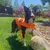 HausPets Chaleco salvavidas ajustable perros asa suave, color naranja