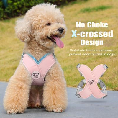 HausPets Harnais Anti-Traction en X avec Laisse pour Petit Chien