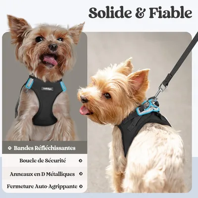 HausPets Harnais Chien avec Laisse Réfléchissante et Maille Souple HausPets Harnais Chien avec Laisse Réfléchissante et Maille Souple