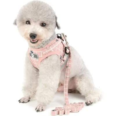 HausPets Harnais Anti-Traction Réglable et Réfléchissant pour Petit Chien HausPets Harnais Anti-Traction Réglable et Réfléchissant pour Petit Chien