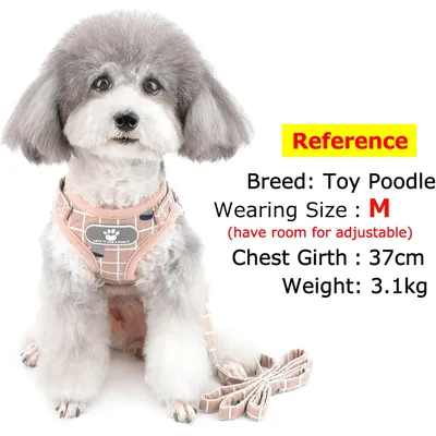 HausPets Harnais Anti-Traction Réglable et Réfléchissant pour Petit Chien HausPets Harnais Anti-Traction Réglable et Réfléchissant pour Petit Chien