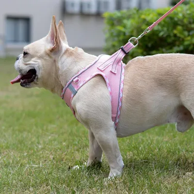 HausPets Reflektierendes Step-In Geschirr mit Leine für Kleine Hunde