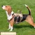 Harnais anti-traction chien réfléchissant, beige + anneau poitrine, L Harnais anti-traction chien réfléchissant, beige + anneau poitrine, L