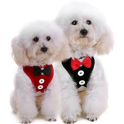 HausPets Hundegeschirr mit Fliege und Leine für Partys & Hochzeiten