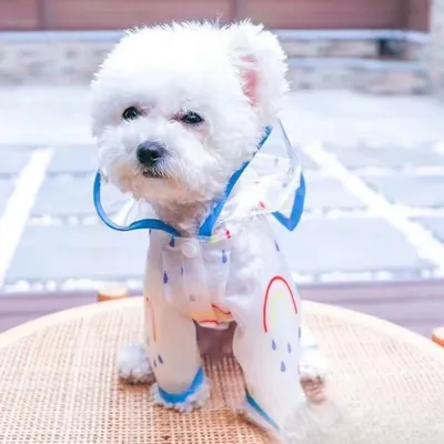 HausPets Impermeable arcoíris para gatos y perros, talla M