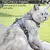HausPets Harnais Chat Laisse Rétractable 3m Maille Réfléchissant Gris