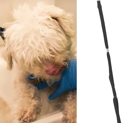 HausPets Laisse Réglable Toilettage Bain Animal de Compagnie