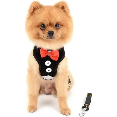 HausPets Harnais Chat Chien Nœud Papillon Maille Anti-Fugue Noir S HausPets Harnais Chat Chien Nœud Papillon Maille Anti-Fugue Noir S